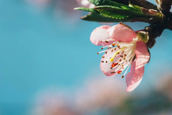 Jarní květy růžové pozadí — Stock fotografie