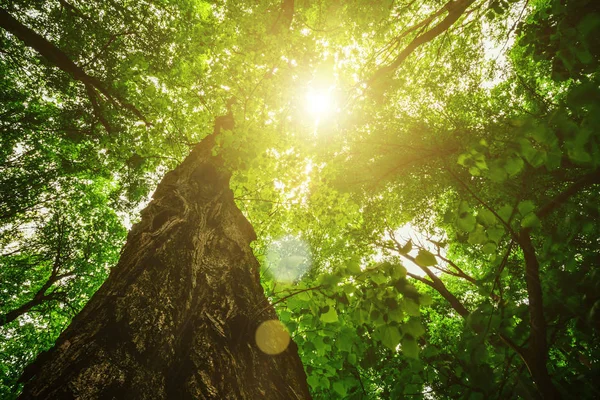 Árboles del bosque. naturaleza madera verde luz del sol fondos . —  Fotos de Stock