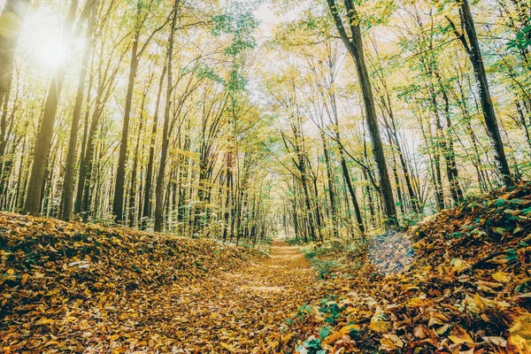 Arbres de forêt d'automne. nature vert bois lumière du soleil milieux. — Photo