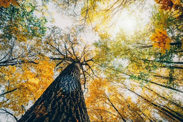 Jesienne Drzewa Leśne Natura Zielone Drewno Sunlight Tła — Zdjęcie stockowe