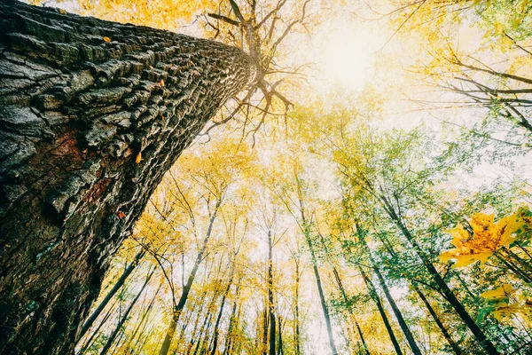 Arbres de forêt d'automne. nature vert bois lumière du soleil milieux. — Photo