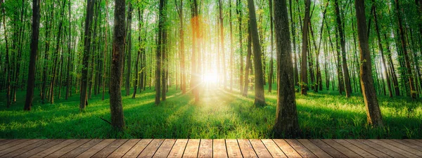 Spring Forest Trees Nature Green Wood Sunlight Backgrounds Table Wood — Stock Photo, Image
