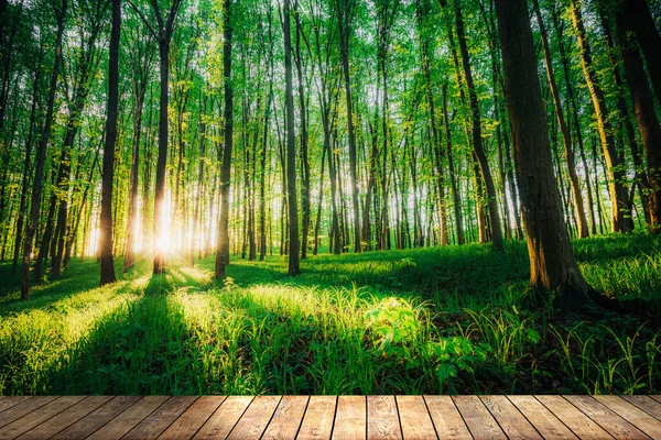 Frühlingswälder Natur Grün Holz Sonnenlicht Hintergründe Auf Tisch Holz Hintergründe — Stockfoto