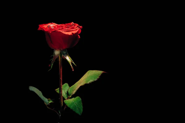 Czerwona Róża Czarnym Tle Pod Wodą — Zdjęcie stockowe