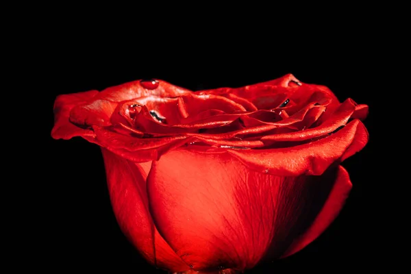 Red Rose Black Background Water — Stock Photo, Image