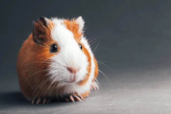 Bruin Cavia Grijze Ondergrond — Stockfoto