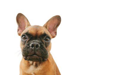 Beyaz arka planda bir köpek