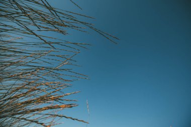 Gökyüzüne karşı deniz otları