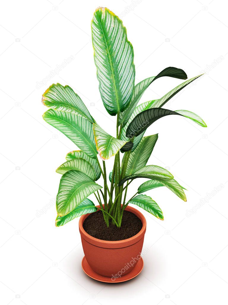 Creative abstract 3D render illustration of green Dieffenbachia tropical flowering plant in domestic brown ceramic flower pot isolated on white background