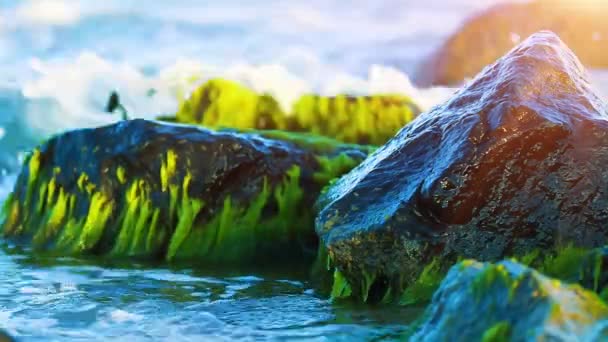 セレクティブ フォーカス効果と日没で青い水の波に洗われて熱帯海で濡れた苔石のマクロの表示 — ストック動画