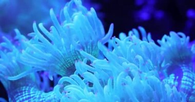 Doğa manzaralı ultra Hd 4k makro renk mercan sualtı tropikal deniz manzarasına sahip video