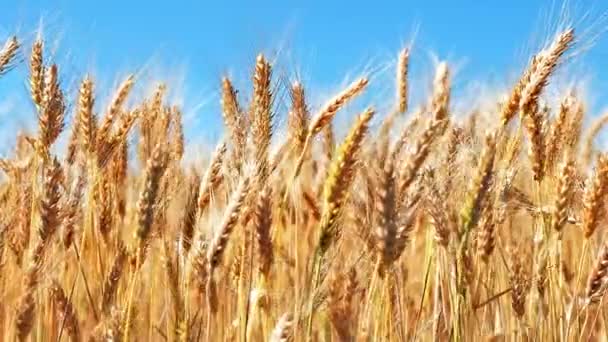创意抽象农业 农耕和收获理念 夏季麦田和蓝天下新鲜成熟小麦穗植株的宏观观与选择性聚焦效应 — 图库视频影像