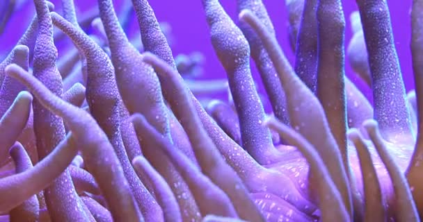 Живописное Видео Формате Ultra Макро Обзором Цветных Кораллов Подводном Море — стоковое видео