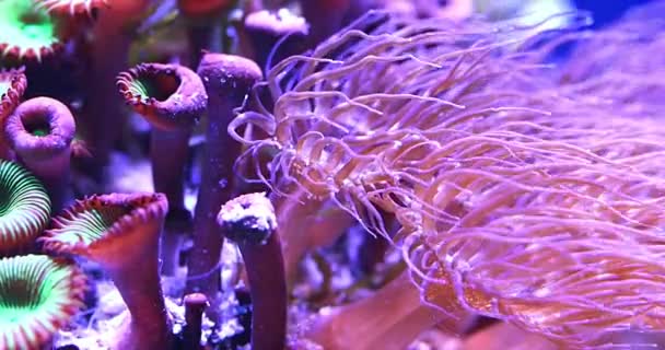 Natursköna Ultra Video Med Makro Färg Koraller Vattnet Tropiska Hav — Stockvideo