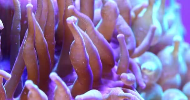 风景秀丽的超高清 视频与宏观的彩色珊瑚在水下的热带海 — 图库视频影像