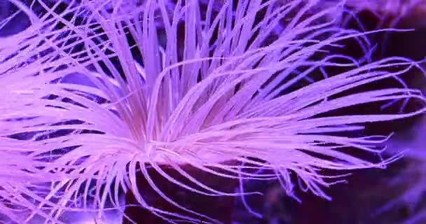 風光明媚なウルトラ ビデオ水中熱帯海の色サンゴのマクロの表示 — ストック動画
