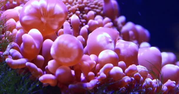Escénico Ultra Video Con Vista Macro Los Corales Color Mar — Vídeo de stock