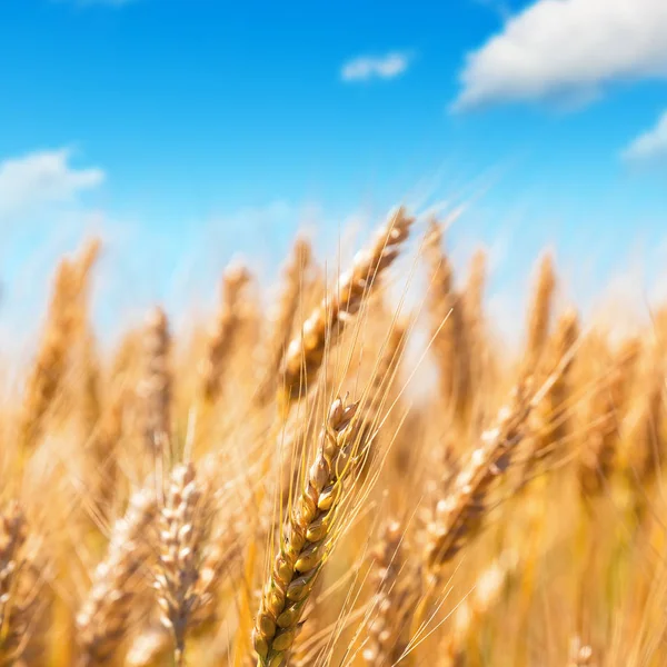 Creative Abstract Agriculture Farming Harvesting Concept Macro View Fresh Ripe — Stock Photo, Image