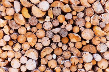 Kesim ahşap ağaç ağaç gövdeleri yaratıcı soyut endüstriyel makro görünümü