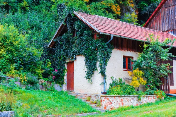 Scenic summer view of the old house cottage, home or barn shed overgrown with greenery and ivy on the walls in the country