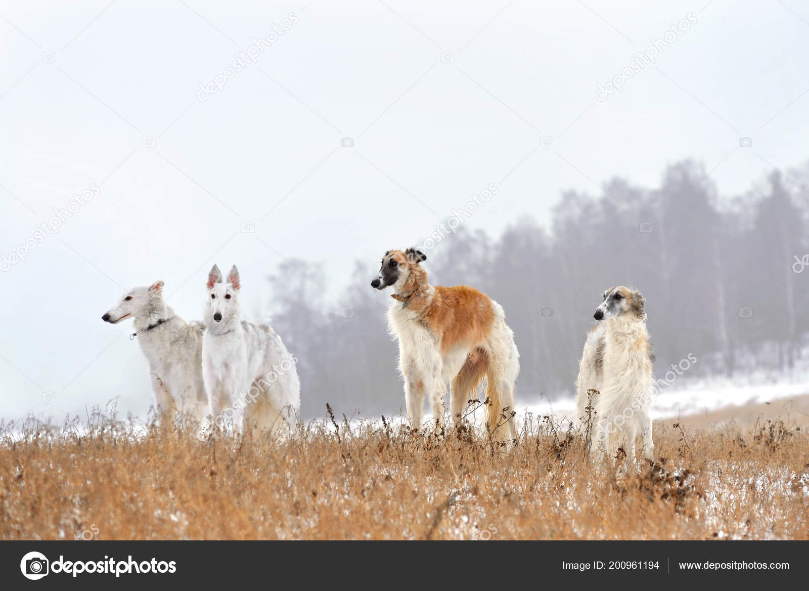 Four Beautiful Russian Borzoi Dogs Standing Winter Background Stock Photo C Ealisa 200961194
