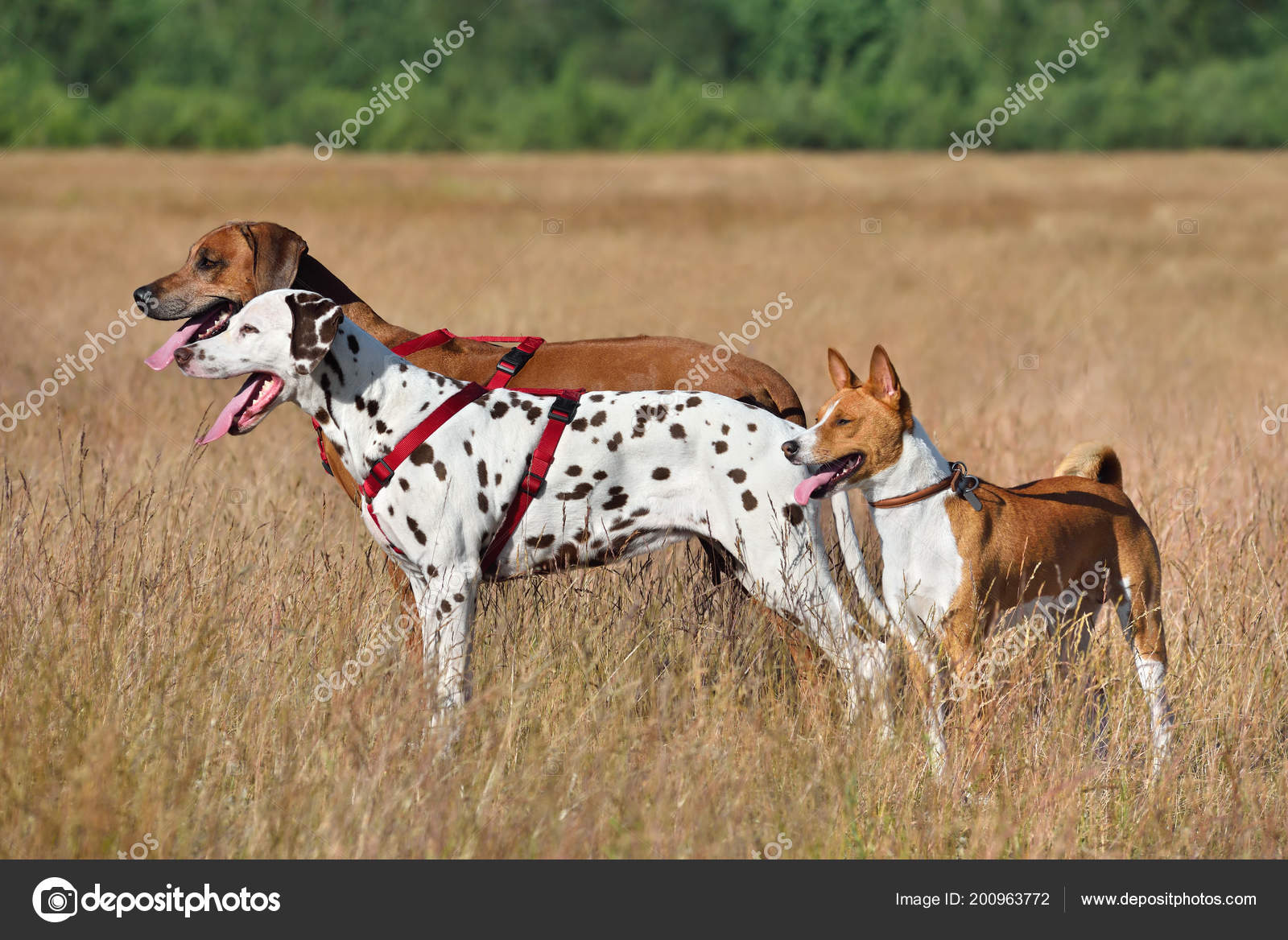 dalmatian hunting