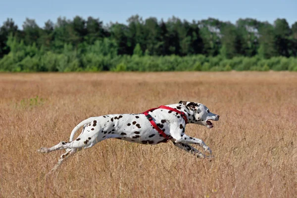 Correr Broun Perro Dálmata Curso Fondo Del Campo — Foto de Stock