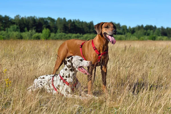 布朗达尔马提亚狗和无独有偶狗 Reasting 在农村背景下 — 图库照片