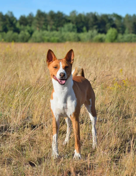 Basenji Rosso Con Marcature Bianche Piedi Uno Sfondo Rurale — Foto Stock