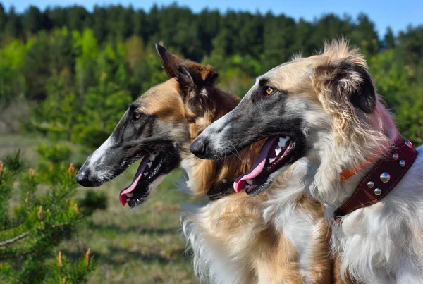 Ritratto Due Cani Borzoi Russi Sfondo Rurale — Foto Stock