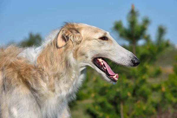 Retrato Cão Borzoi Russo Fundo Rural — Fotografia de Stock