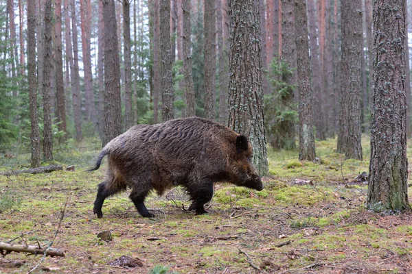 在绿色森林中漫步的大野猪 — 图库照片