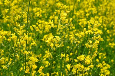 Tecavüz çiçek çiçekler ile sarı arka plan