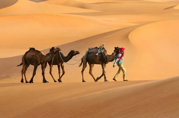 Τρία Καφέ Καμήλες Ταξιδεύει Στην Έρημο Της Σαχάρας Στο Μαρόκο — Φωτογραφία Αρχείου