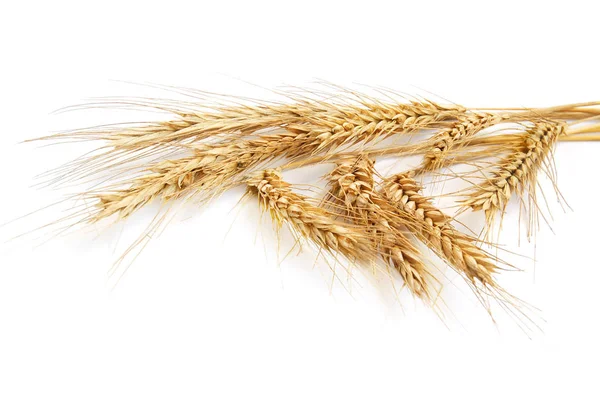 Wheat Ears Isolated White Background — Stock Photo, Image