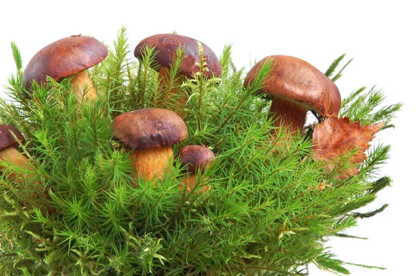 Rei Boleto Cogumelos Cacho Com Musgo Verde Fundo Branco — Fotografia de Stock