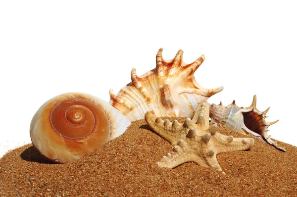 Seashells Uno Sfondo Sabbia — Foto Stock