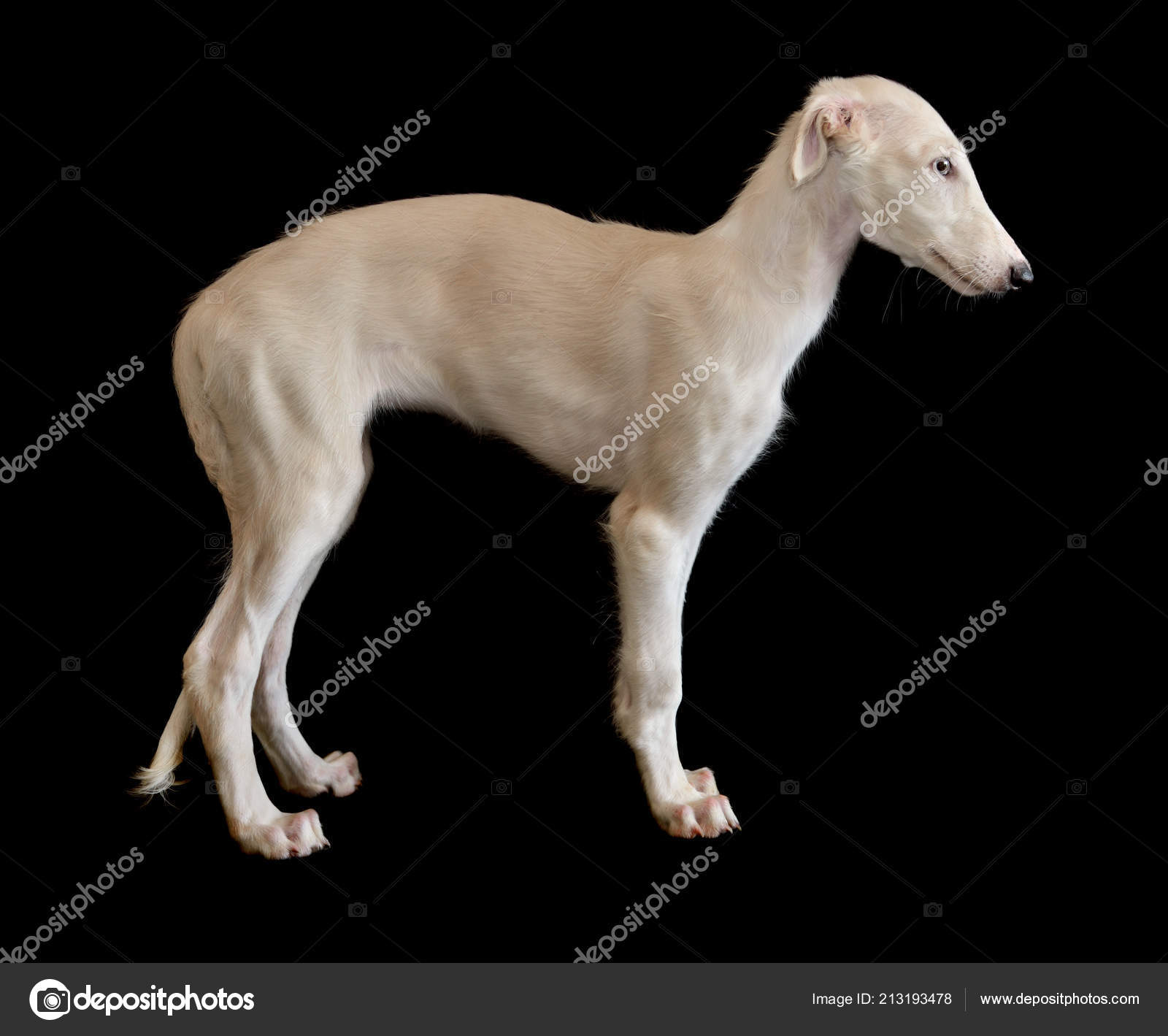 White Puppy Russian Borzoi Dog Standing Black Background Stock