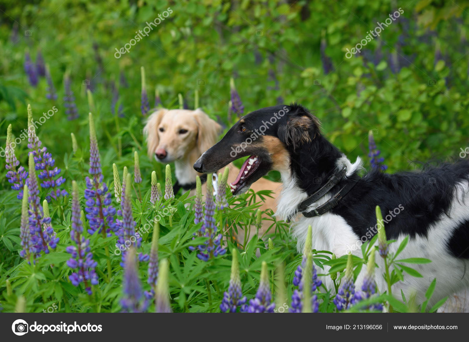 Chien Barzoï Russe Noir Blanc Avec Brun Saluki Sur Une