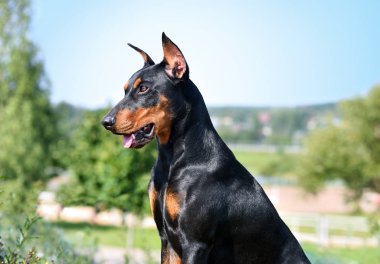 Tan ve siyah Alman Pinscher köpek kırsal bir arka plan üzerinde portresi