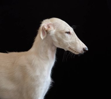 Siyah bir zemin üzerine Beyaz Rus borzoi köpek yavrusu portresi