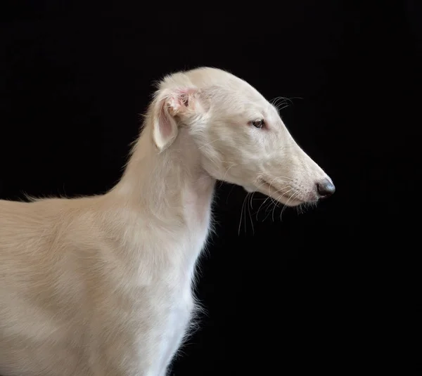 Portrait Chiot Borzoi Russe Blanc Sur Fond Noir — Photo