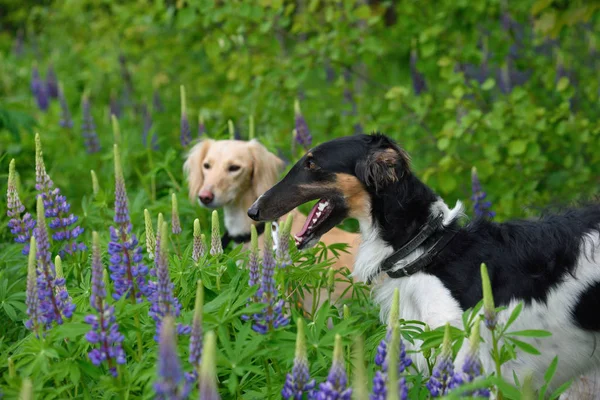 夏の花に茶色のサルーキと黒と白ロシアのボルゾイ犬 — ストック写真