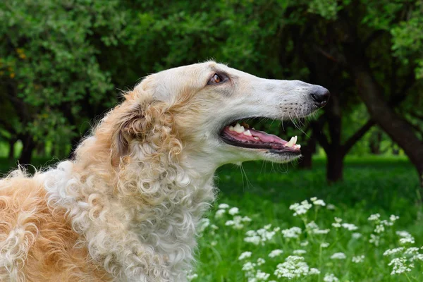 Portrate Ρωσική Μπορζόϊ Σκύλου Φόντο Πράσινο Πεδίο — Φωτογραφία Αρχείου