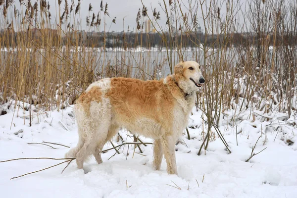 Ρωσική Wolfhound Στέκεται Πάνω Ένα Χειμερινό Χιόνι Τον Ποταμό Φόντο — Φωτογραφία Αρχείου