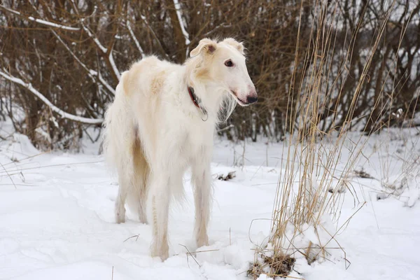 White Russian Wolfhound Standing Winter Snow — Stock Photo, Image