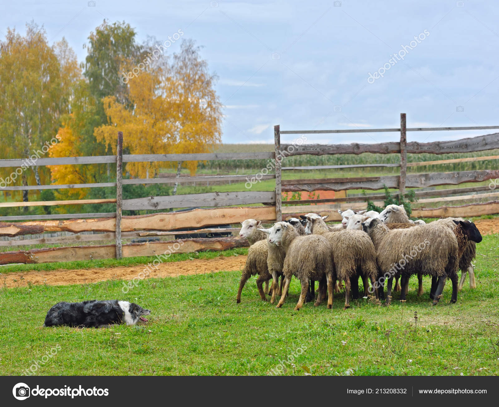 Border Collie Lavorando Come Cane Pastore Con Gregge Pecore Prato