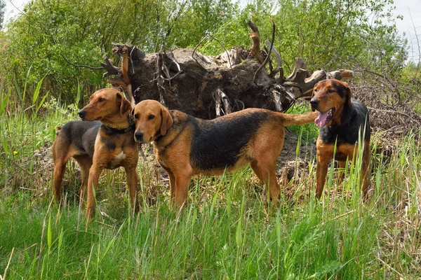 Drie Nationale Wit Russisch Hondenras Belarusian Gonchak Hound Permanent Gras — Stockfoto