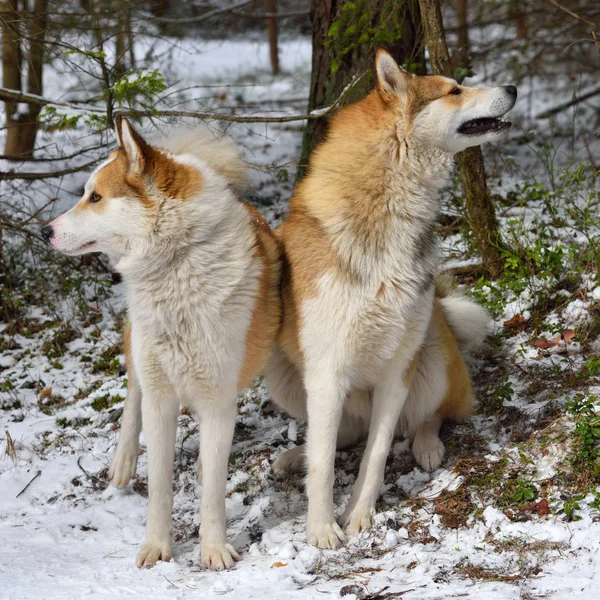 Two hunting West Siberian Laikas in a winter forest