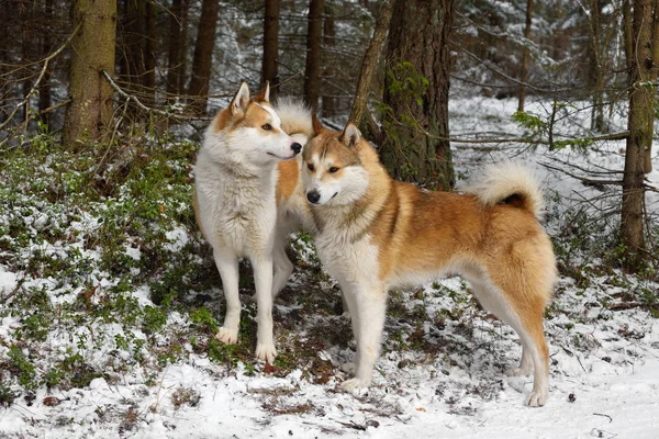Dos Laikas Siberianos Occidentales Pie Bosque Invierno — Foto de Stock